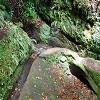 Plants: image 36 Of 208 Thumb